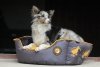 Kiwi Walker OVAL PET BED różowo-szary rozmiar XL